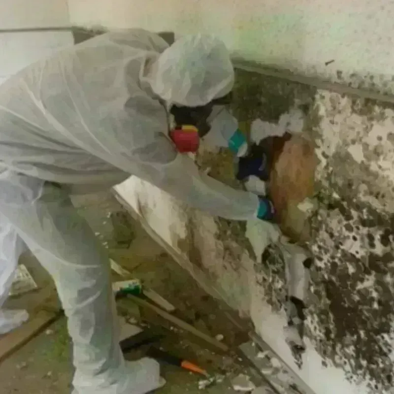 Mold Remediation and Removal in Burleson, TX